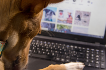 dog looking at the computer screenの写真素材