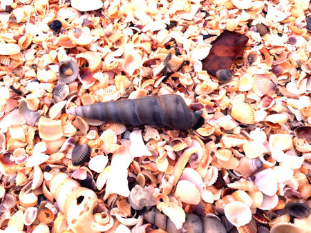 Shell on the beachの素材