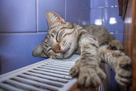 cat basking on batteryの写真素材
