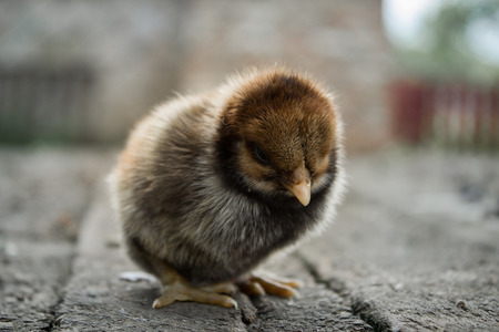 Black little chickenの写真素材