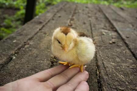 in the hands of a small chickenの写真素材