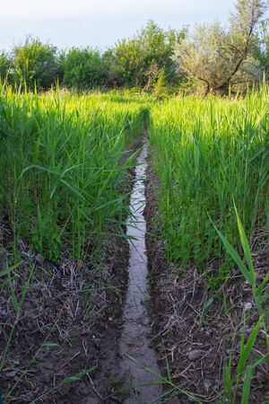 ditch waterの写真素材