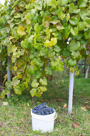 vineyard and a bucketの写真素材