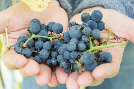 at the hands of grapes