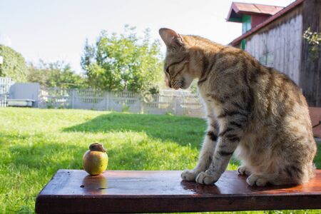 cat deliciousの写真素材