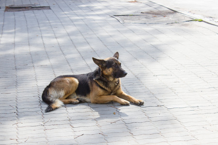 German shepherd dog sittingの写真素材