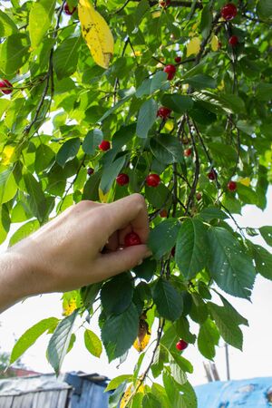 hand plucks cherries