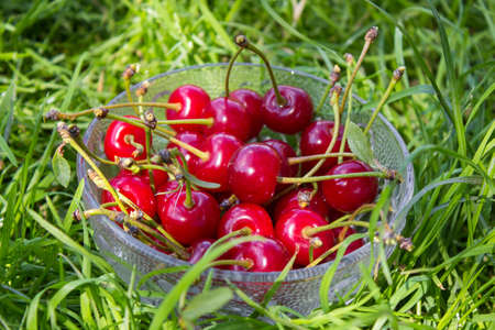 cherries in the grass