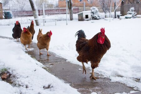chickens in winterの写真素材