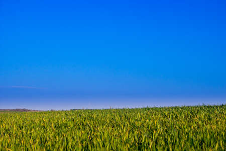 wheat youngの写真素材