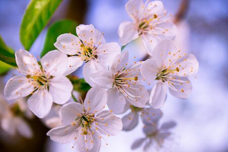 Beautiful cherry blossomの写真素材