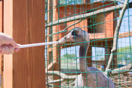 Common craneの写真素材