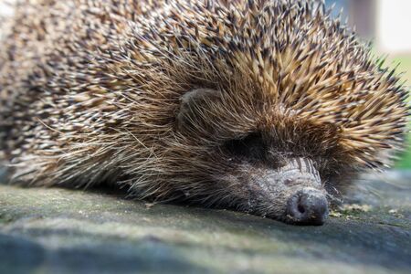 head hedgehogの写真素材