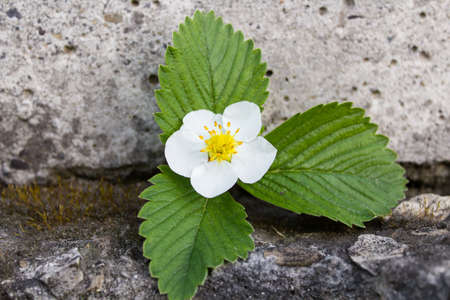 strawberry flower in stoneの写真素材