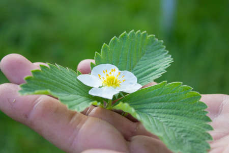 strawberry flower in handsの写真素材