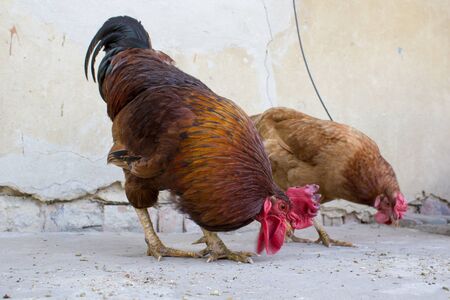 Grain eats cockの写真素材