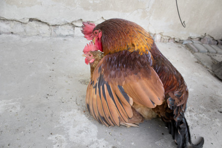 mating chickensの写真素材
