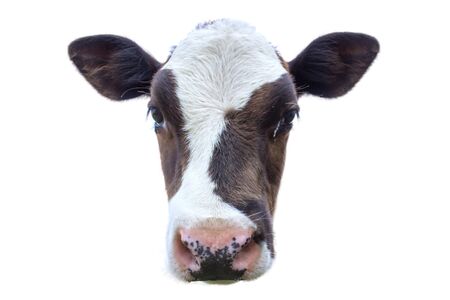 Young cow portrait isolated on white backgroundの写真素材