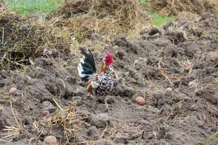 Bentham breed dwarf cock on a black groundの写真素材