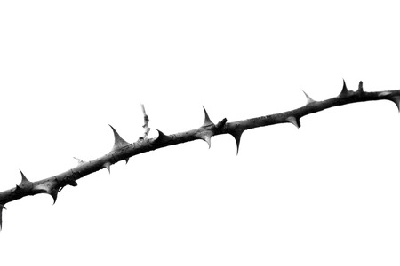 twig on a white background prickly wild roseの写真素材