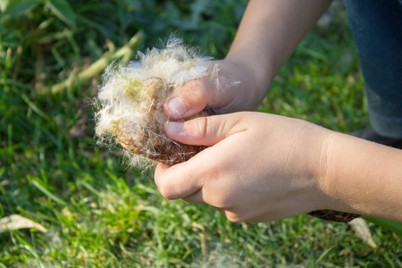 hands fluff soft reed marsh lake to handleの写真素材