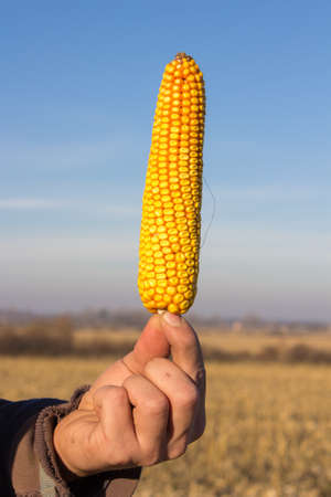farmer man holding hands a maize in fieldの写真素材