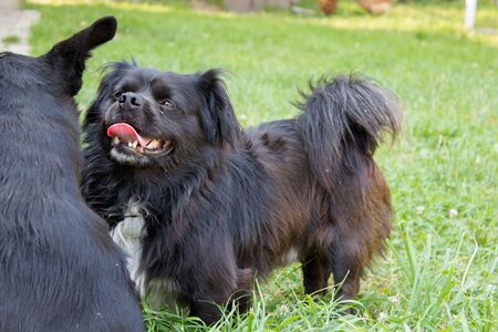 The dog is breathing and opening his mouth and showing tongueの写真素材