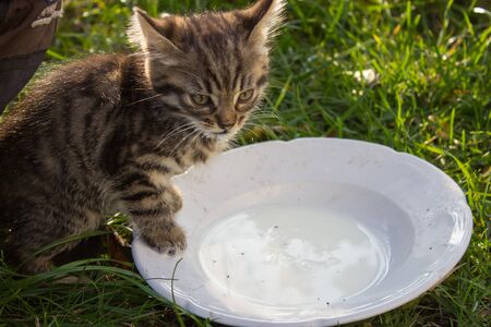 little cat eating milk with saucer on the grassの写真素材
