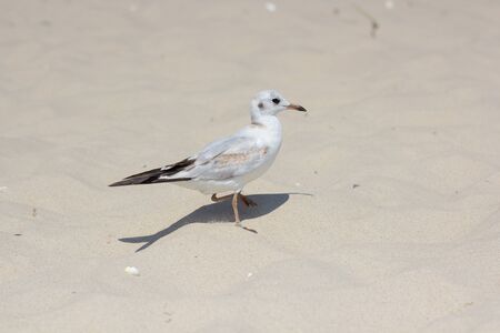gull sand