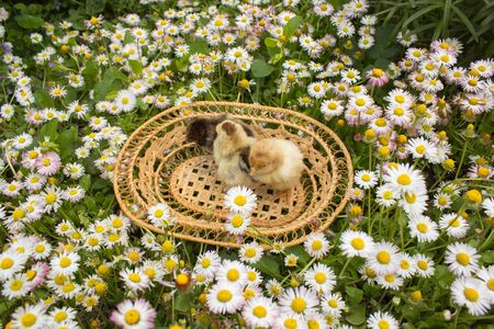 Easter chicks in a basketの写真素材