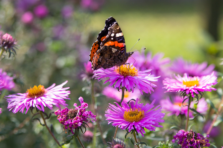 butterfly on a violet flower,the butterfly sits on the flowers of the fall purpleの写真素材