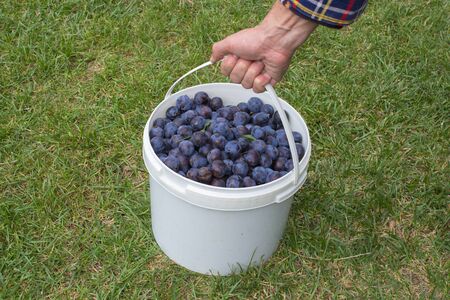 farmer picked plums bucket,A bucket of blue plums was gathered by a farmerの写真素材