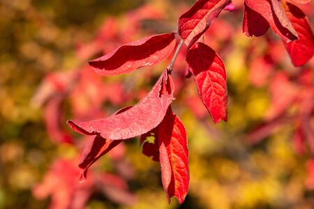 autumn background of red leaves,red autumn cherry leaves in autumn season background