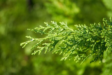 branch of juniper in water drops,after rain branch of juniper spring green branch