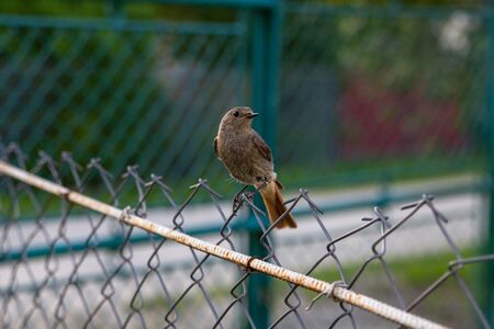 bird sitting on a metal mesh fenceの写真素材