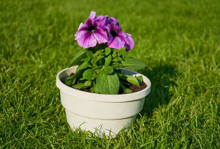 flowerpot of petunia on the grass,petunia flower on the purple lawn bloomedの写真素材