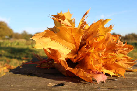 autumn orange maple leaves lie in nature on an old table
