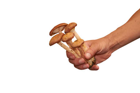 male hand holds the mushroom Armillaria melleaの写真素材