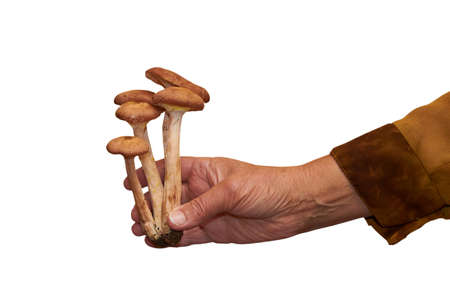hands of a senior man holding mushrooms on a white backgroundの写真素材