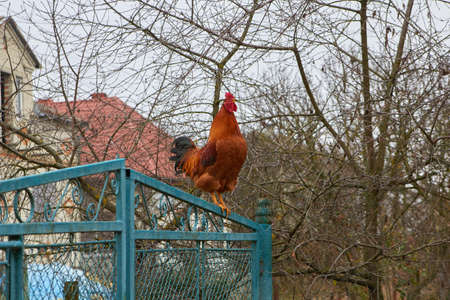 red rooster in the spring on a metal gate crows