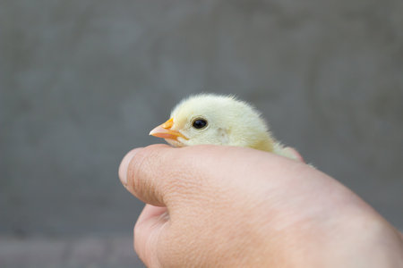 in children's hand holds a chicken on a gray background on the farmの写真素材