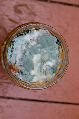 spoiled canned food in a jar with mold, fungal bacteria