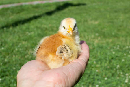 man holding a little chicken that looks straight at the camera