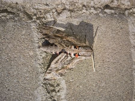 sitting Agrius convolvuli on gray cobblestones