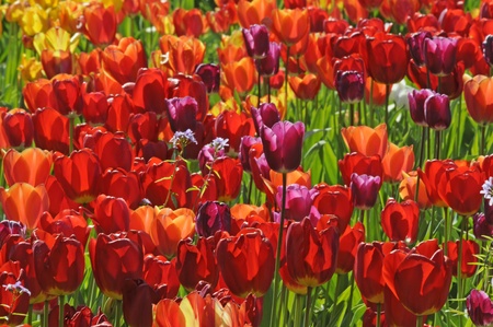 tulipsの写真素材