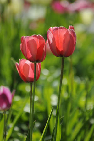 tulipsの写真素材