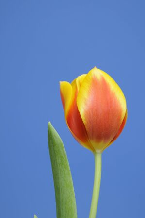 tulipの写真素材