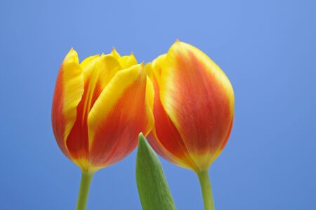 tulipsの写真素材
