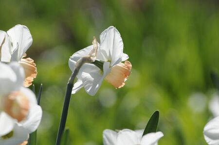 narcissusの写真素材