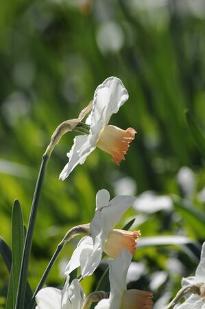narcissusの写真素材